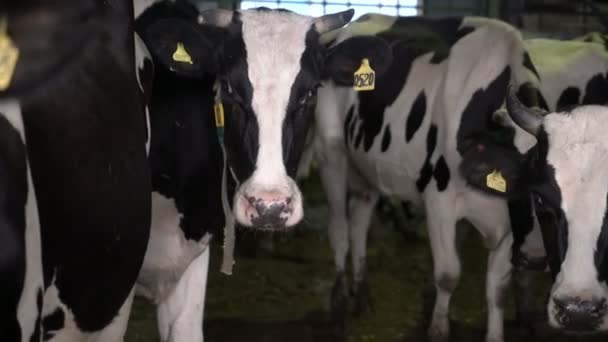 Eine Herde Mastkühe am Futterplatz. Milch- und Fleischindustrie. — Stockvideo