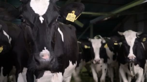 Mandria di vacche da ingrasso presso la mangiatoia. Industria del latte e della carne. — Video Stock