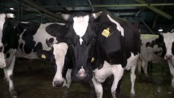 Troupeau de vaches d'engraissement au parc d'engraissement. Industrie du lait et de la viande. — Video