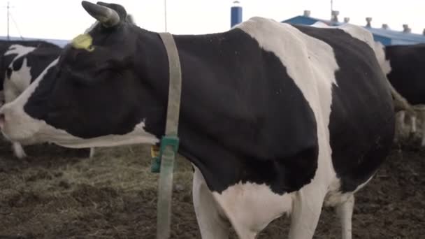 成群的奶牛在饲养场喂肥.牛奶及肉类业. — 图库视频影像