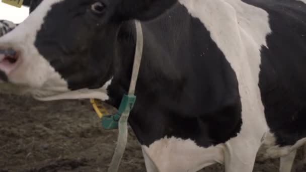 Stádo výkrmových krav na krmišti. Mléko a masný průmysl. — Stock video