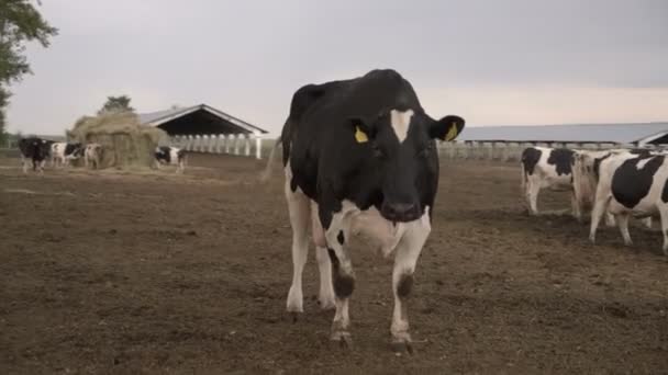 Mestkoeien in het voeder. Melk en vleesindustrie. — Stockvideo