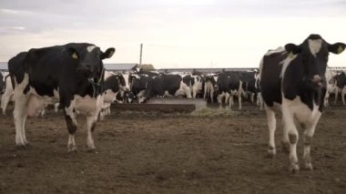 Beslenme alanında şişmanlatan inekler sürüsü. Süt ve Et Endüstrisi.