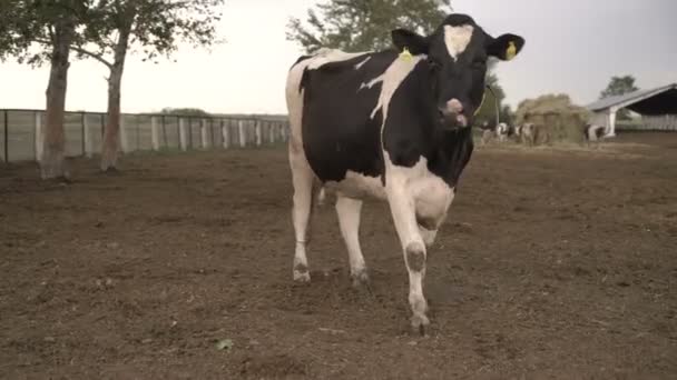 成群的奶牛在饲养场喂肥.牛奶及肉类业. — 图库视频影像
