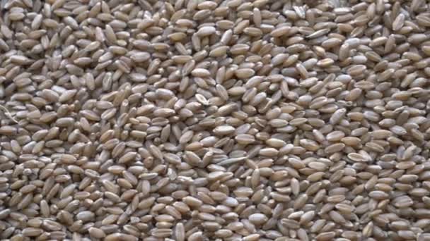 Пшеничное зерно после хорошего урожая успешного фермера. — стоковое видео