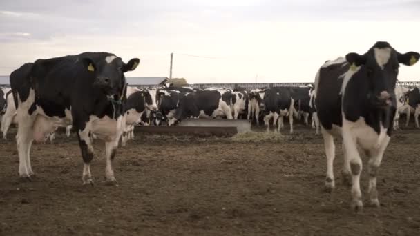 Kawanan sapi penggemukan di tempat makan. Industri Susu dan Daging. — Stok Video