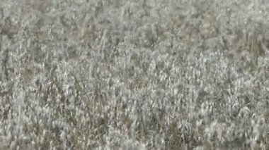 Yulaf tarlası. Doğal yulaf hasat konsepti. Organik tarım.