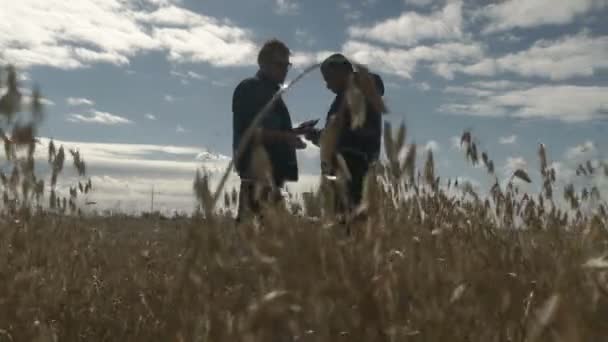 İşadamı ve tarımcı akıllı telefondan tarım uygulamasının yardımıyla çalışıyor. Yulaf hasadı tarlada olgunlaşıyor. Akıllı iş.. — Stok video