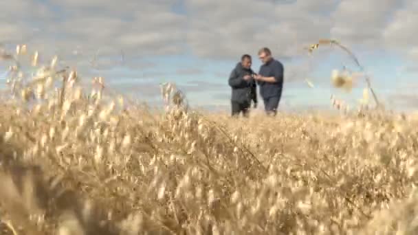 L'homme d'affaires et l'agronome travaillent sur le terrain. La récolte de l'avoine mûrit dans les champs. Affaires Smart ago. — Video