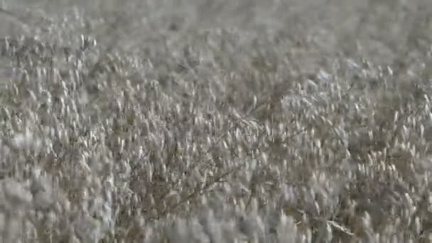 Овсяное поле. Концепция сбора натурального овса. Органическое земледелие. — стоковое видео