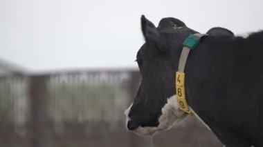 Boynunda dijital tasma olan siyah ve beyaz inekler. Süt ve Et Endüstrisi.