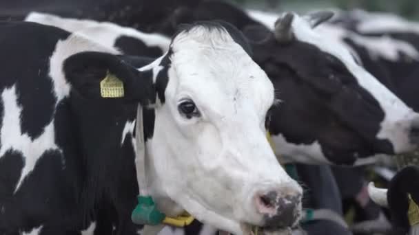 Cabeza de vaca negra y blanca con una mosca en ella con cuello digital en el cuello. Industria de la leche y la carne. — Vídeo de stock