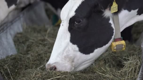 Черно-белые коровы головы с мухой на нем с цифровым воротником на шее. Молочно-мясная промышленность. — стоковое видео