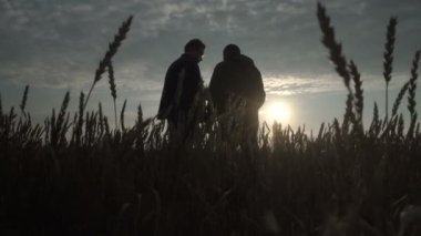 İş adamı ve tarım uzmanı gün batımına karşı tarlada çalışıyorlar. Buğday hasadı tarlada olgunlaşıyor. Akıllı tarım işi.