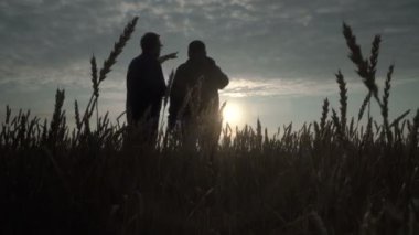 İş adamı ve tarım uzmanı gün batımına karşı tarlada çalışıyorlar. Buğday hasadı tarlada olgunlaşıyor. Akıllı tarım işi.
