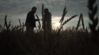 İş adamı ve tarım uzmanı gün batımına karşı tarlada çalışıyorlar. Buğday hasadı tarlada olgunlaşıyor. Akıllı tarım işi.