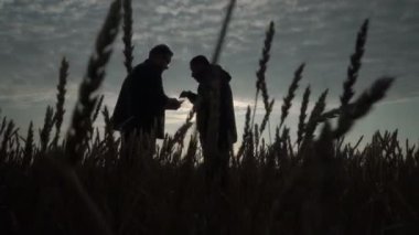 İş adamı ve tarım uzmanı gün batımına karşı tarlada çalışıyorlar. Buğday hasadı tarlada olgunlaşıyor. Akıllı tarım işi.