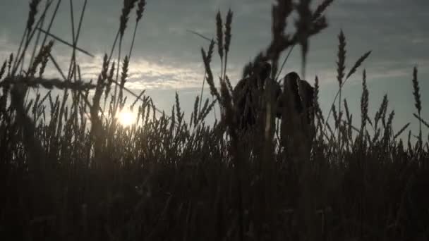 Empresario y agrónomo están trabajando en el campo contra la puesta del sol. La cosecha de trigo está madurando en el campo. Agronegocio inteligente. — Vídeos de Stock