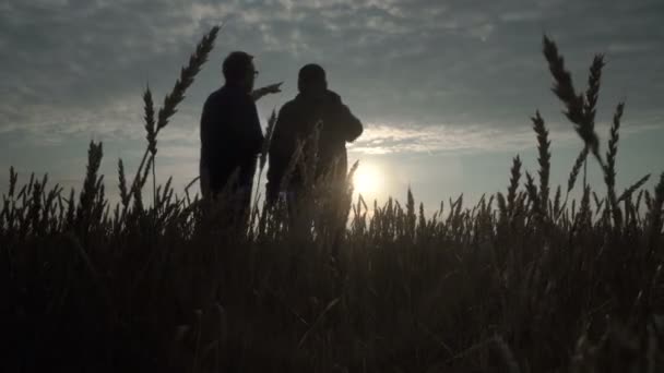 Empresario y agrónomo están trabajando en el campo contra la puesta del sol. La cosecha de trigo está madurando en el campo. Agronegocio inteligente. — Vídeo de stock