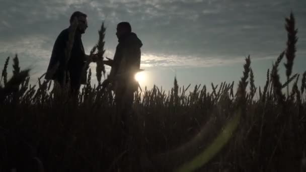 ビジネスマンと農学者が日没に対して現場で働いています。小麦の収穫は畑で熟しています。スマート農業事業. — ストック動画