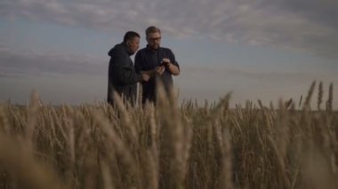 İşadamı ve tarımcı akıllı telefondan tarım uygulamasının yardımıyla çalışıyor. Buğday hasadı tarlada olgunlaşıyor. Akıllı iş..