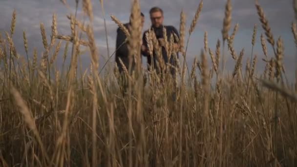 Businessman 과 농학자는 스마트폰 의 agro 애플리케이션의 도움을 받아 일하고 있다. 밀 수확 이 들에서 무르익고 있다. 똑똑 한 옛날 사업. — 비디오