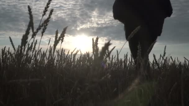 Empresário está andando em um campo de trigo e trabalhando com a ajuda do aplicativo agro no smartphone contra o pôr do sol. — Vídeo de Stock