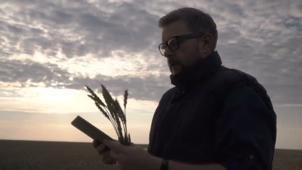 Фермер працює з комп'ютерним планшетом на пшеничному полі на заході сонця. Бізнесмен з цифровим планшетом досліджує урожай пшениці в пшеничному полі. Старший фермер аналізує урожай зерна . — стокове відео