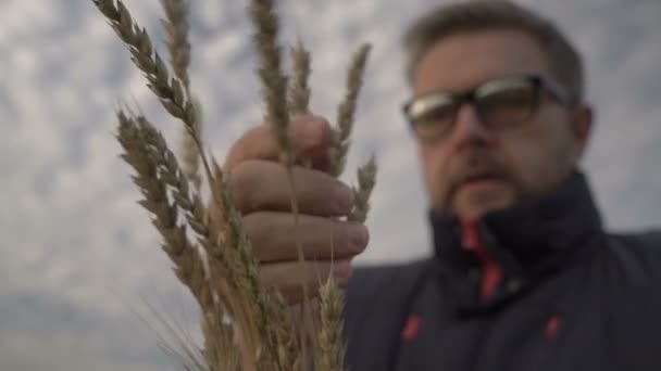 Farmer pracuje z tabletem na polu pszenicy o zachodzie słońca. Biznesmen z cyfrowym tabletem bada zbiory pszenicy na polu pszenicy. Starszy rolnik analizuje zbiory zbóż. — Wideo stockowe