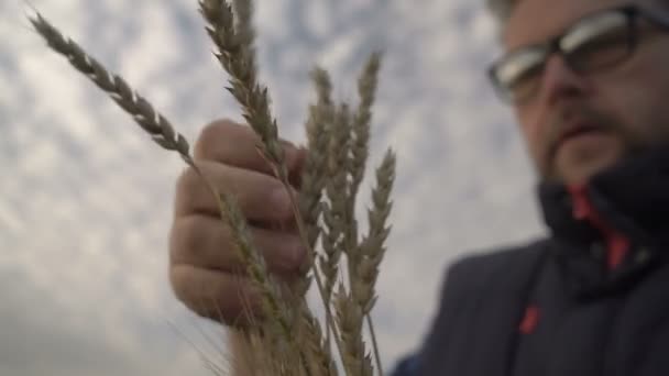 Boer werkt met een computer tablet in een tarweveld bij zonsondergang. Zakenman met digitale tablet onderzoekt de tarweoogst in het tarweveld. Senior boer analyseert de graanoogst. — Stockvideo