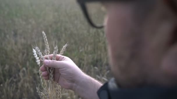 日落时，农民在麦田里用电脑平板电脑干活。带着数字平板电脑的商人检查麦田里的小麦收成.年长的农民分析粮食收成. — 图库视频影像