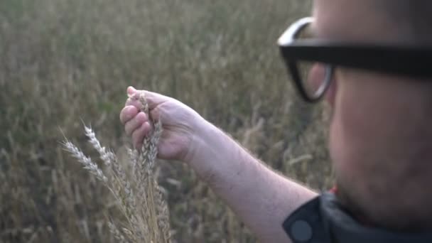 Agricoltore lavora con una tavoletta di computer in un campo di grano al tramonto. L'uomo d'affari con tablet digitale esamina la raccolta del grano nel campo del grano. Senior agricoltore analizza il raccolto di cereali. — Video Stock