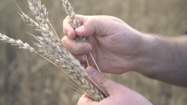 Farmer trabaja con una tableta de computadora en un campo de trigo al atardecer. Empresario con tableta digital examina la cosecha de trigo en el campo de trigo. El agricultor senior analiza la cosecha de grano. — Vídeos de Stock