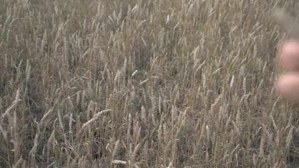 Farmer pracuje z tabletem na polu pszenicy o zachodzie słońca. Biznesmen z cyfrowym tabletem bada zbiory pszenicy na polu pszenicy. Starszy rolnik analizuje zbiory zbóż. — Wideo stockowe