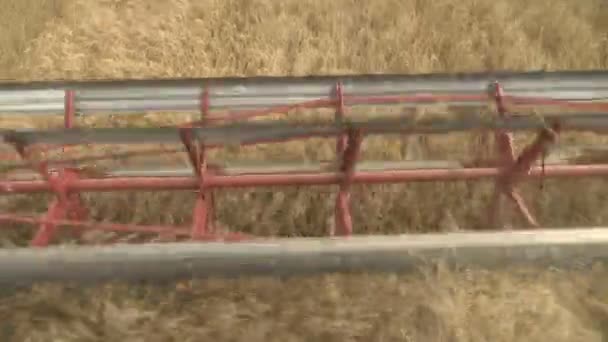 Grande combinar cabeçalho corta o trigo. Ceifador de colheita grande trabalhando no campo. — Vídeo de Stock