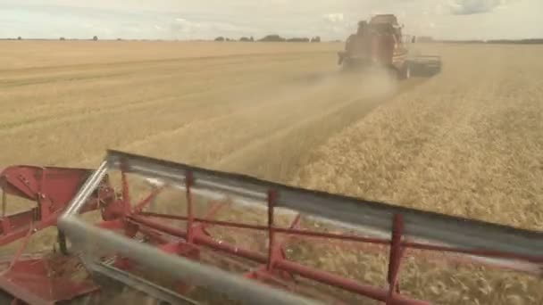 Large combine header mows the wheat. Big harvest reaper working in field. — Stock Video