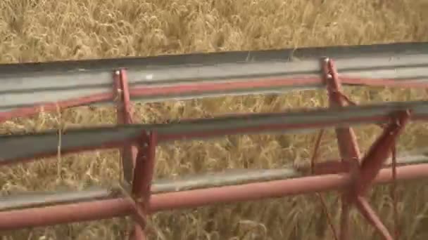 Grande moissonneuse-batteuse fauche le blé. Grande moissonneuse-batteuse travaillant dans les champs. — Video