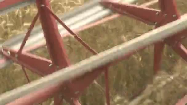Large combine header mows the wheat. Big harvest reaper working in field. — Stock Video