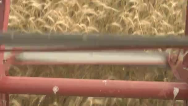 Grande combinare intestazione falcia il grano. Grande mietitore di raccolto che lavora in campo. — Video Stock