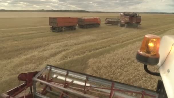 Grande combinar cabeçalho corta o trigo. Ceifador de colheita grande trabalhando no campo. — Vídeo de Stock