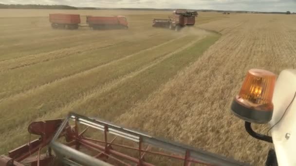 Grande combinar cabeçalho corta o trigo. Ceifador de colheita grande trabalhando no campo. — Vídeo de Stock