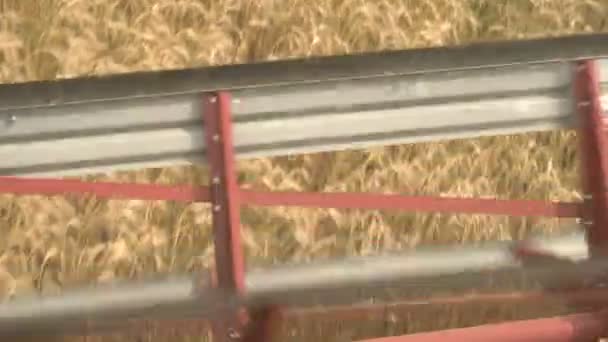 Velká kombinovaná hlavička seká pšenici. Velká sklizeň smrtka pracující v terénu. — Stock video