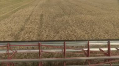 Büyük başlık başlığı buğdayı biçer. Tarlada çalışan büyük biçici..