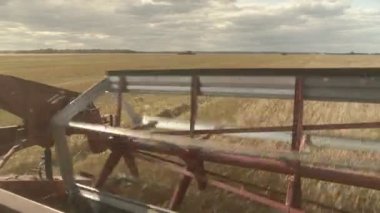 Büyük başlık başlığı buğdayı biçer. Tarlada çalışan büyük biçici..