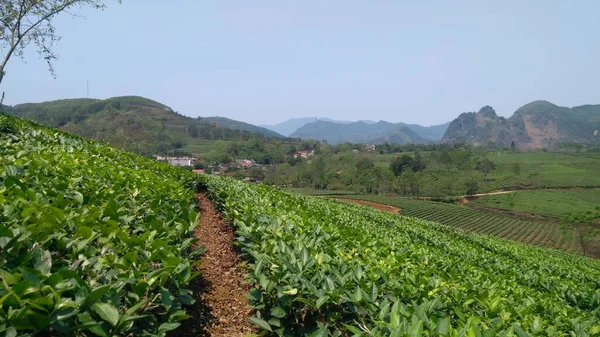 Vietnam 'daki çay tarlası, dağlar, çay bitkileri, bitkiler arasındaki patika