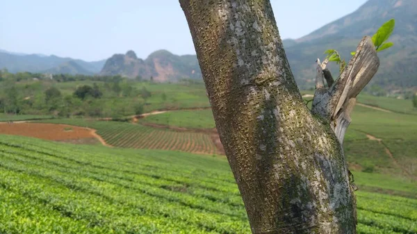 Vietnam 'da çay tarlası, dağlar, çay bitkileri, ağaçlar, dallar, yapraklar.