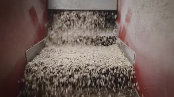 Ayçiçeği yağı üretimi için bir fabrikada. Soyulmuş ayçiçeği çekirdekleri tankın içine dökülüyor.. — Stok video