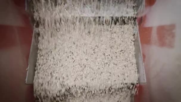 À une usine pour la production d'huile de tournesol. Les grains de tournesol pelés sont versés dans le réservoir. — Video