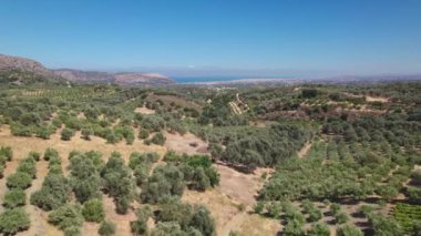 Hava görüntüsü. Girit 'in dağlık kesiminin güzel manzarasında zeytin ağaçları var..