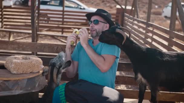 Un curioso incidente en la granja. Las cabras le quitan un plátano a un turista. — Vídeos de Stock